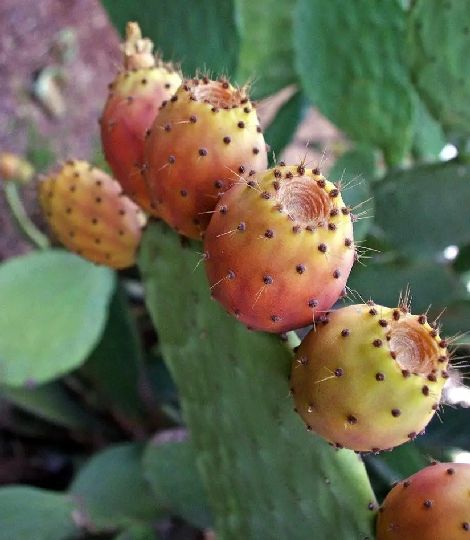 Opuntia ficus-indica